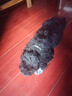 玲派滿(mǎn)月幼犬狗糧1一6個(gè)月肉松犬糧離乳期泰迪金毛小土狗小顆粒通用型 1到6月齡牛肉味單糧5斤 曬單實(shí)拍圖