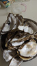 鮮京采 鮮活生蠔4XL 凈重5斤 10-13只 鮮活到家 生鮮海鮮 源頭直發(fā) 曬單實(shí)拍圖