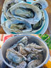 乳山牡蠣 鮮活乳山生蠔2XL 凈重3斤 9-12只 生鮮海鮮 源頭直發(fā) 中秋聚餐 曬單實(shí)拍圖