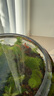 孔雀魚(yú)精品純種魚(yú)苗觀(guān)賞魚(yú)金魚(yú)熱帶小型淡水好養耐活斑馬鳳尾小魚(yú) 【繁殖組】美國全紅 1公2母 曬單實(shí)拍圖
