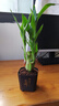 特價(jià)富貴荷花竹盆栽植物室內凈化空氣綠植辦公室桌面四季好養盆栽 荷花竹+節節高升盆+圓底座【1盆】 盆口直徑約8cm 曬單實(shí)拍圖