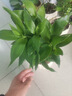 京云夢(mèng)清香木盆栽防蚊蟲(chóng)驅蚊草幼兒園綠植桌面清香胡椒木蛋糕盆源頭直發(fā) 曬單實(shí)拍圖