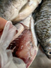 查干湖三去鯽魚(yú) 生鮮淡水魚(yú)天然生長(cháng)捕撈 去鱗去鰓去內臟凈膛新鮮冷凍 三去鯽魚(yú)1斤（3-6條） 曬單實(shí)拍圖