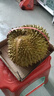 泰國金枕榴蓮新鮮水果進(jìn)口一整個(gè)帶殼當季整箱順豐時(shí)令巴掌榴蓮肉 AAA級精選|共2.5-3斤【單顆】 曬單實(shí)拍圖