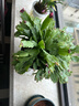 沭之美蟹爪蘭盆栽綠植盆栽植物 180#精品蟹爪蘭混色+1加侖盆 源頭直發(fā) 曬單實(shí)拍圖