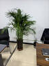 夏威夷竹子盆栽鳳尾竹散尾葵室內客廳大型綠植盆景植物椰子樹(shù) 夏威夷竹子1.1-1.3米高黑螺紋盆 不含盆 曬單實(shí)拍圖