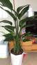 花財主天堂鳥(niǎo)盆栽辦公室大型綠植客廳盆栽家用吸甲醛凈化空氣綠植 5-6天堂鳥(niǎo)1.2-1.3m【梯形盆】 曬單實(shí)拍圖