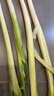 良知農哥【順豐】山東章丘大蔥禮盒裝 章丘大梧桐生脆微辣 新鮮蔬菜 章丘大蔥5斤精選特級 【凈重發(fā)貨，精選品質(zhì)】 曬單實(shí)拍圖