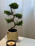 意軒五層塔松盆景辦公室內面松柏中式風(fēng)禪意花卉盆栽喬遷開(kāi)業(yè)送禮物 五層塔松+黑缽陶瓷盆+竹墊 曬單實(shí)拍圖