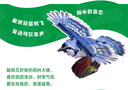 夢(mèng)巴格中國國家地理夢(mèng)巴格 飛鳥(niǎo)集系列立體拼裝紙模型可發(fā)聲diy禮物玩具 冠藍鴉 曬單實(shí)拍圖