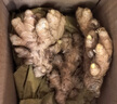 諸氏橙品【有機】小黃姜 云南新鮮現挖生姜沙地黃姜月子姜 調味品蔬菜食材 【有機鮮姜】500g 曬單實(shí)拍圖
