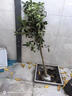 沁茗毓桂花樹(shù)苗四季桂大樹(shù)花卉原生丹桂金桂地栽盆栽庭院別墅花香濃郁 金桂 《商家推薦》4公分粗-高1.4米 曬單實(shí)拍圖