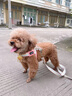 柒哦狗狗胸背帶背心式牽引繩伸縮中小型犬遛狗繩專(zhuān)用狗鏈項圈寵物用品 彩虹單胸背-櫻花粉 XS碼建議3-6斤 曬單實(shí)拍圖