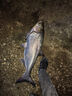 天元鄧剛千川8魚(yú)竿輕量大物釣魚(yú)竿臺釣竿鰱鳙竿手竿釣魚(yú)裝備 7.5m 曬單實(shí)拍圖
