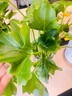 大葉春羽水培綠植花大葉龍鱗正品養不死的花卉綠植四季常青花卉活 大葉春羽含根總高40-50厘米3顆 不含瓶 曬單實(shí)拍圖