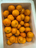 京地達 廣西砂糖橘凈重5斤 現摘蜜桔砂糖桔子 生鮮水果 源頭直發(fā)包郵 曬單實(shí)拍圖