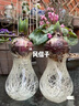 花語(yǔ)笙默荷蘭進(jìn)口風(fēng)信子種球水培土養秋冬季耐寒易活花卉四季盆栽植物室內 紅花風(fēng)信子水培玻璃瓶套餐 周長(cháng)16-17cm 曬單實(shí)拍圖