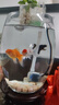 勛貍粑辦公室小魚(yú)缸加厚透明玻璃烏龜缸客廳家用桌面圓形迷你小型金魚(yú)缸 25CM鵝蛋+彩石 曬單實(shí)拍圖