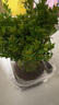 八芽 小葉赤楠盆景擺件室內(nèi)綠植花卉盆栽老樁客廳辦公室桌面好養(yǎng)植物 （【熱銷款】舍得紫砂盆赤楠+苔蘚+底座） 曬單實拍圖
