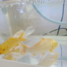 墨一金魚(yú)活魚(yú)黃金錦鯉魚(yú)招財風(fēng)水魚(yú)龍鳳錦鯉好養耐活冷水觀(guān)賞魚(yú) 黃金錦鯉14-16公分2條 曬單實(shí)拍圖