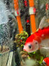JCZS德國品牌魚缸加熱棒自動恒溫變頻數(shù)顯省電龍魚缸加溫棒海缸加熱器 【新款真變頻】離水?dāng)嚯?0W 曬單實拍圖