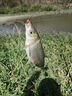 湘趣淺水漂短漂小魚漂加粗尾醒目納米鯽魚漂草洞冰釣漂傳統(tǒng)釣短尾 魚緣H-06 100支袋 曬單實(shí)拍圖
