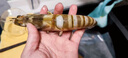 野生花蝦特大斑節蝦九節蝦基圍蝦大蝦竹節蝦黑虎蝦海蝦明蝦鮮活 500g(凈重)  鮮蝦速凍《1斤4-5條》23-25cm 曬單實(shí)拍圖