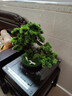 一木代傳 仿真盆景迎客松綠植禪意擺件新中式創(chuàng  )意家居裝飾品開(kāi)業(yè)喬遷禮物 馬到功成-迎客松 曬單實(shí)拍圖