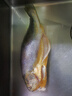 GUO LIAN國聯(lián)三去黃花魚2條共凈重2斤國產(chǎn)寧德東海大黃魚中秋聚餐海鮮食材 曬單實拍圖