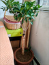 嫁接桂花樹(shù)苗盆栽濃香型四季庭院地栽金桂矮樁室內花卉好養小盆景 嫁接金桂3年苗【當年開(kāi)花】 曬單實(shí)拍圖