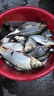 光威（GW）5.4米魚(yú)竿手竿水色良辰戰二代超輕超硬28調釣魚(yú)桿綜合大物鰱鳙竿 曬單實(shí)拍圖
