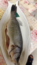 冰鮮海鱸魚(yú)鮮活冷凍海釣深海鱸魚(yú)七星鱸魚(yú)白鯧魚(yú)餐飲采購 新鮮海鱸魚(yú)1條裝【1-1.2斤/條】 曬單實(shí)拍圖