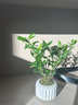 八芽小葉梔子花盆栽開花植物室內(nèi)桌面茶幾好養(yǎng)花卉綠植辦公室凈化空氣 小葉梔子花-陶瓷豎紋盆 帶盆栽好 曬單實拍圖
