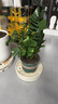 【金錢(qián)樹(shù)】盆栽客廳室內(nèi)植物錢(qián)串子大型發(fā)財(cái)綠植喬遷開(kāi)業(yè)送盆花卉 6-9株 30-40cm財(cái)源廣進(jìn)寶綠陶瓷盆+肥料; 曬單實(shí)拍圖