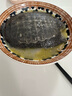 芮寶農(nóng)場【活鮮】漢壽甲魚鮮活凈重2斤/只鱉團(tuán)魚生鮮放生生鮮源頭直發(fā)包郵 曬單實(shí)拍圖