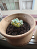 憶潤蝶多肉植物帶盆綠植花卉盆栽貴貨老樁群生玉樹(shù)玉露仙人掌肉肉 洛可可2-3頭5-6cm【帶盆栽好】 曬單實(shí)拍圖