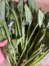 【產(chǎn)地直采】大菠菜300g 曬單實(shí)拍圖