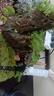 柯必達青苔蘚鮮活苔蘚微景觀(guān)植物盆景盆栽水陸缸假山草造景材料白 白發(fā)蘚(11*8)cm 2盒 曬單實(shí)拍圖