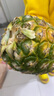 都樂(lè )Dole 無(wú)冠金菠蘿 都樂(lè )鳳梨 新鮮水果 2粒裝 單果900g起【活動(dòng)專(zhuān)享】 曬單實(shí)拍圖