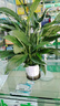 【熱銷款】白掌一帆風(fēng)順盆栽水培植物室內(nèi)花綠植紅掌發(fā)財(cái)樹吸甲醛 【店主推薦】特級(jí)白掌6-8株帶花+早安盆+營(yíng)養(yǎng)液 曬單實(shí)拍圖