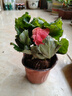 麗格海棠盆栽帶花不斷四季開(kāi)花室內陽(yáng)臺好養花卉玫瑰玻璃海棠 麗格海棠粉紅色（不含盆） 曬單實(shí)拍圖