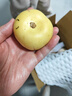 京鮮生 云南石林樹(shù)熟人參果凈重5斤單果90g+生鮮水果源頭直發(fā)包郵 曬單實(shí)拍圖