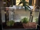 YEE超白魚(yú)缸桌面客廳生態(tài)斗金魚(yú)烏龜缸造景小型水草養魚(yú)玻璃裸缸50cm 曬單實(shí)拍圖