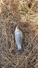 LIANQIU連球釣椅全套多功能釣魚(yú)椅全地形躺椅折疊凳騎士野釣便攜座椅漁具 C19背包款免安裝帶全套配件杯架 曬單實(shí)拍圖