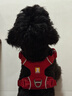 拉夫威爾ruffwear福朗特胸背狗狗胸背帶大小型犬拉布拉多背心式牽引背帶 峽谷紅 XS 曬單實(shí)拍圖