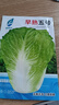 早熟五號大白菜種子50天秋冬四季播種耐熱高產(chǎn)小白菜種子蔬菜種籽 早熟五號白菜種子 1包約1000粒 曬單實(shí)拍圖