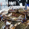 梭子蟹鮮活特大野生舟山大螃蟹海鮮新鮮冷凍海蟹水產(chǎn)飛蟹白蟹 【嘗鮮款】3-5兩/只 凈重3斤 曬單實(shí)拍圖