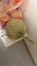 京鮮生蜜蜂授粉牛三蜜瓜網(wǎng)紋瓜凈重4.5-5斤 2-3粒 中秋禮品源頭直發(fā) 曬單實(shí)拍圖