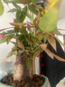 發(fā)財樹(shù)小盆栽大綠植辦公室內除甲醛花卉客廳好養旺宅植物桌面盆景 【A級大盆】三桿發(fā)財樹(shù)(財源滾滾 含盆 曬單實(shí)拍圖