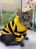 阿莫爾狗狗衣服秋冬款蜜蜂裝小柯基泰迪比熊貴賓小型犬寵物保暖貓咪衛衣 黃色小蜜蜂 XL（建議10-14斤 參考胸圍背長(cháng)） 曬單實(shí)拍圖
